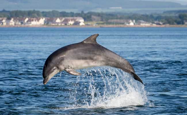 Dolphin Spoting inSussex